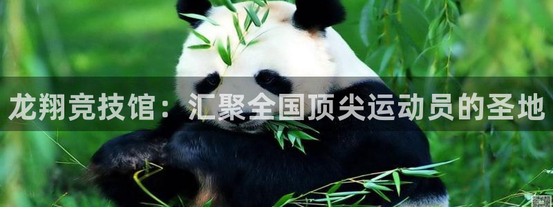 意昂体育3开户：龙翔竞技馆：汇聚全国顶尖运动员的圣地